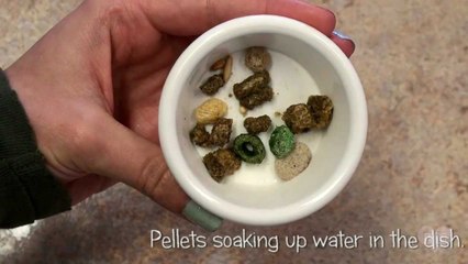 Feeding elderly or toothless hamsters