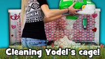 Cleaning Yodel's Cage! (Timelapse)