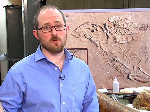 Учёные нашли причину массовой гибели древних китов