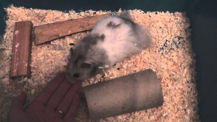 My New Syrian Hamster | Oh Little Lemonsweets