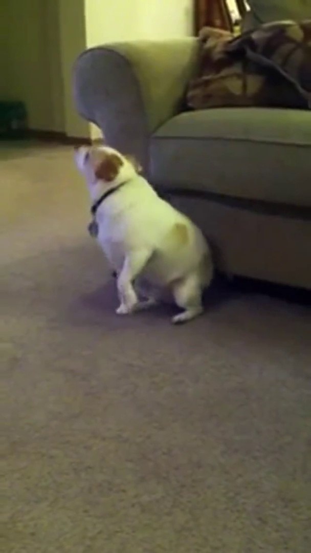 Hündchen tanzt zu Eminem