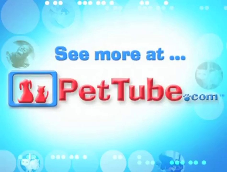 Hunde die ihren eigenen Schwanz jagen