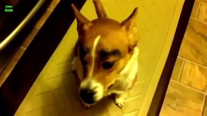 Hunde mit Augenbrauen