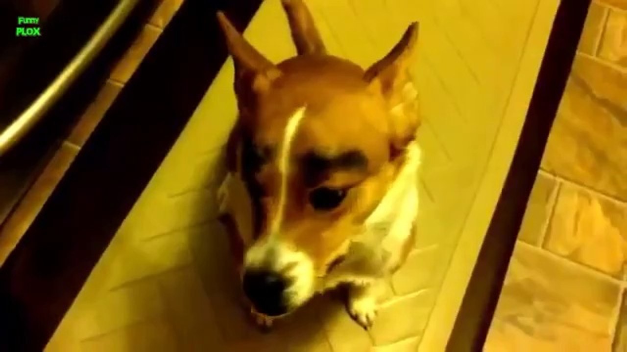 Hunde mit Augenbrauen