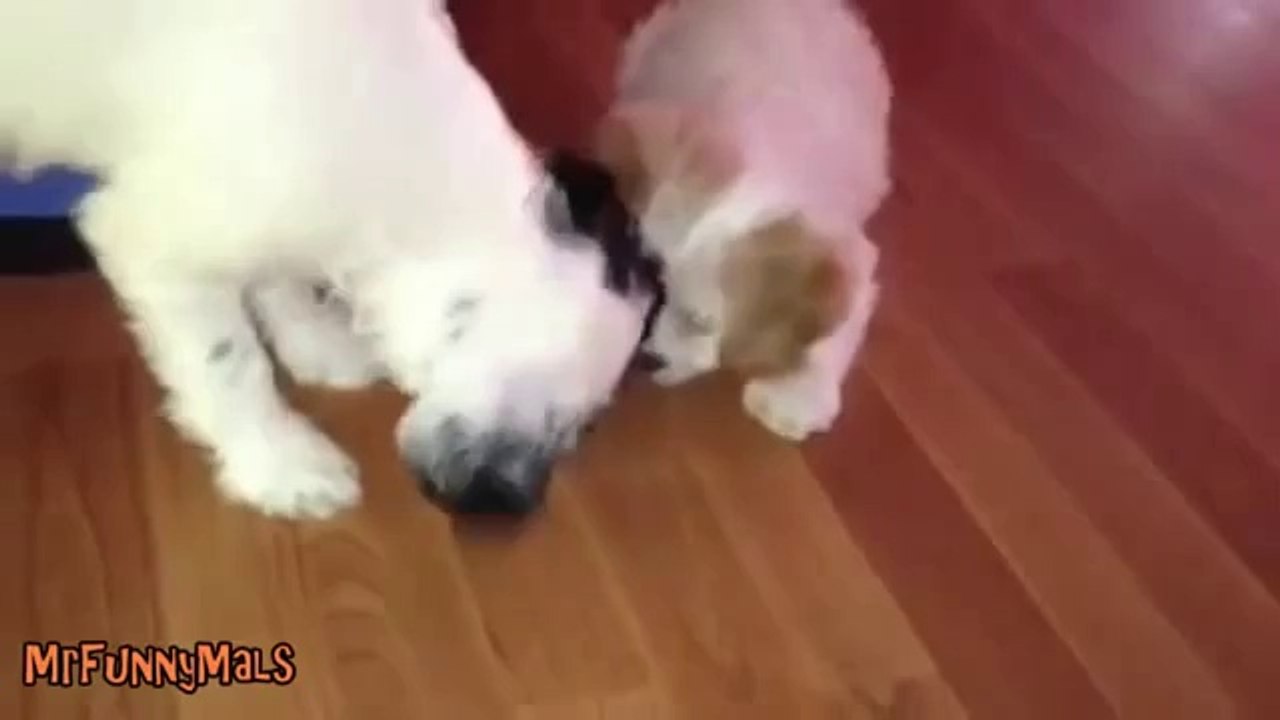 Hunde mögen keinen Brokkoli