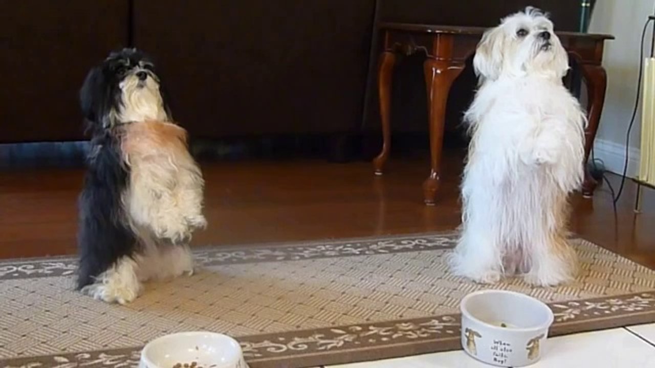 Hunde, die vor dem Essen beten