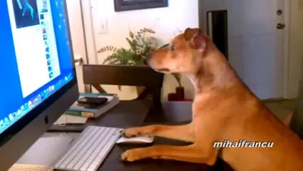 Hunde, die sich wie Menschen verhalten