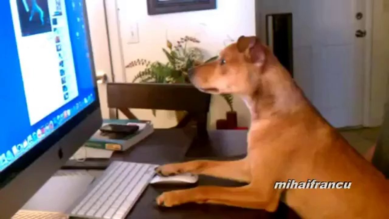 Hunde, die sich wie Menschen verhalten