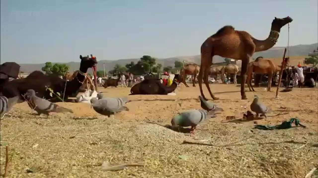 Hungrige Katze auf Taubenjagd