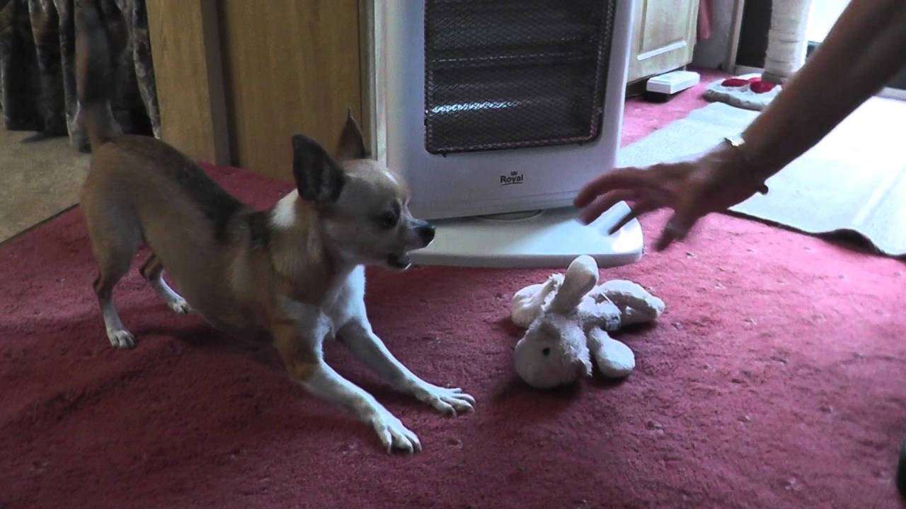 My Dog Going Crazy!