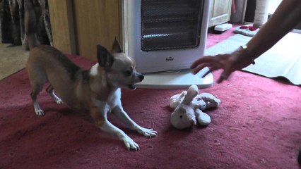 My Dog Going Crazy!