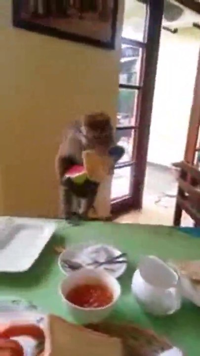 Hungriger Affe klaut sich sein Frühstück