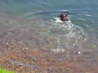 Hungriger Hecht schnappt sich ein Entlein