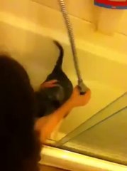 Husky Welpe hasst es gebadet zu werden