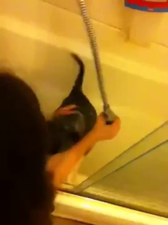 Husky Welpe hasst es gebadet zu werden