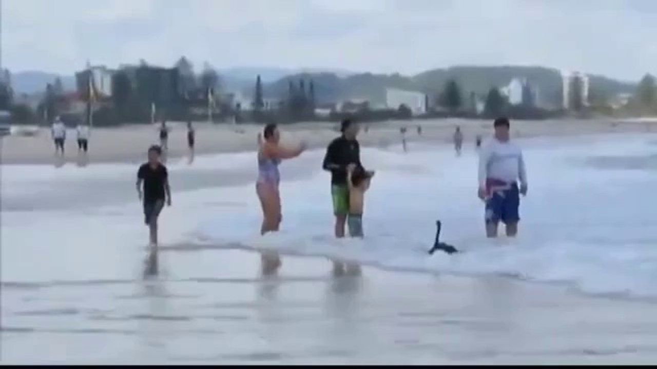 In Australien surfen sogar die Schwäne