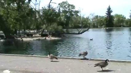 Invasion beim Vögel füttern