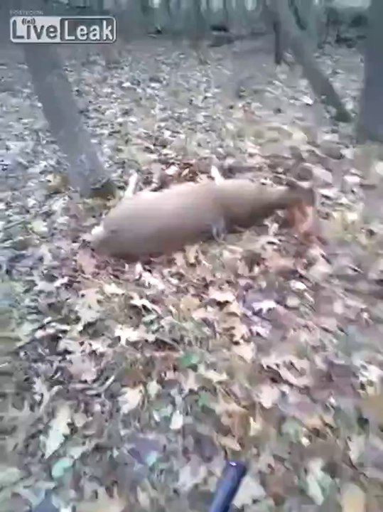 Jäger bekommt einen riesen Schreck