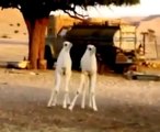 Kamel erscheint aus dem Nichts