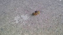 Kampf zwischen einer Wespe und einer Biene