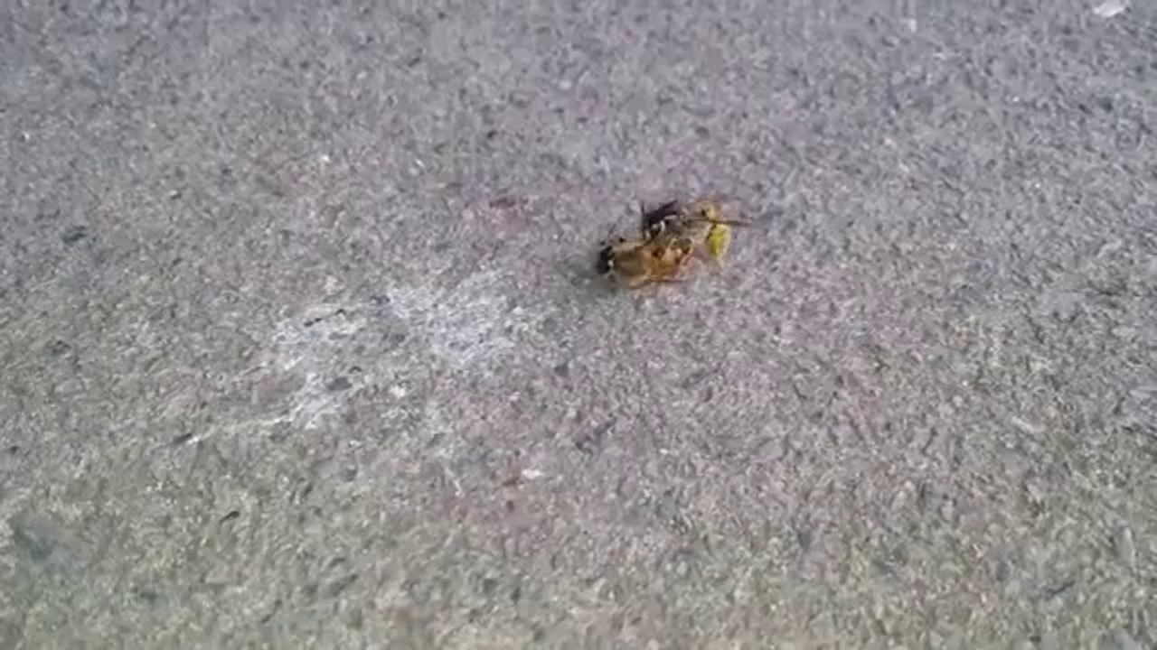 Kampf zwischen einer Wespe und einer Biene