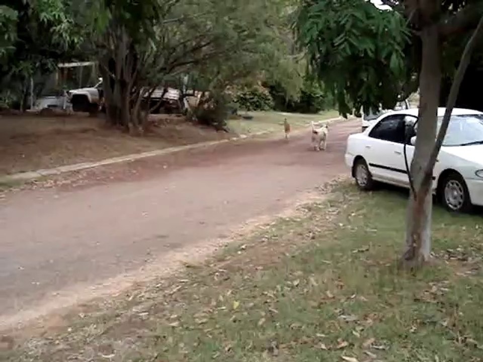 Känguru vs. Hund (2)