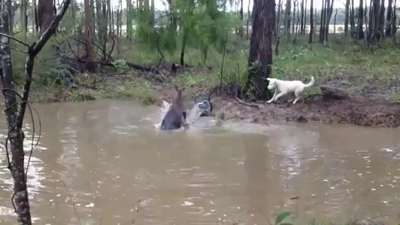 Känguru vs. Hund