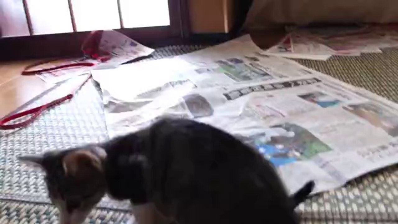 Kätzchen attackiert die Zeitung