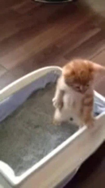 Kätzchen erledigt ihr Geschäft im Stehen