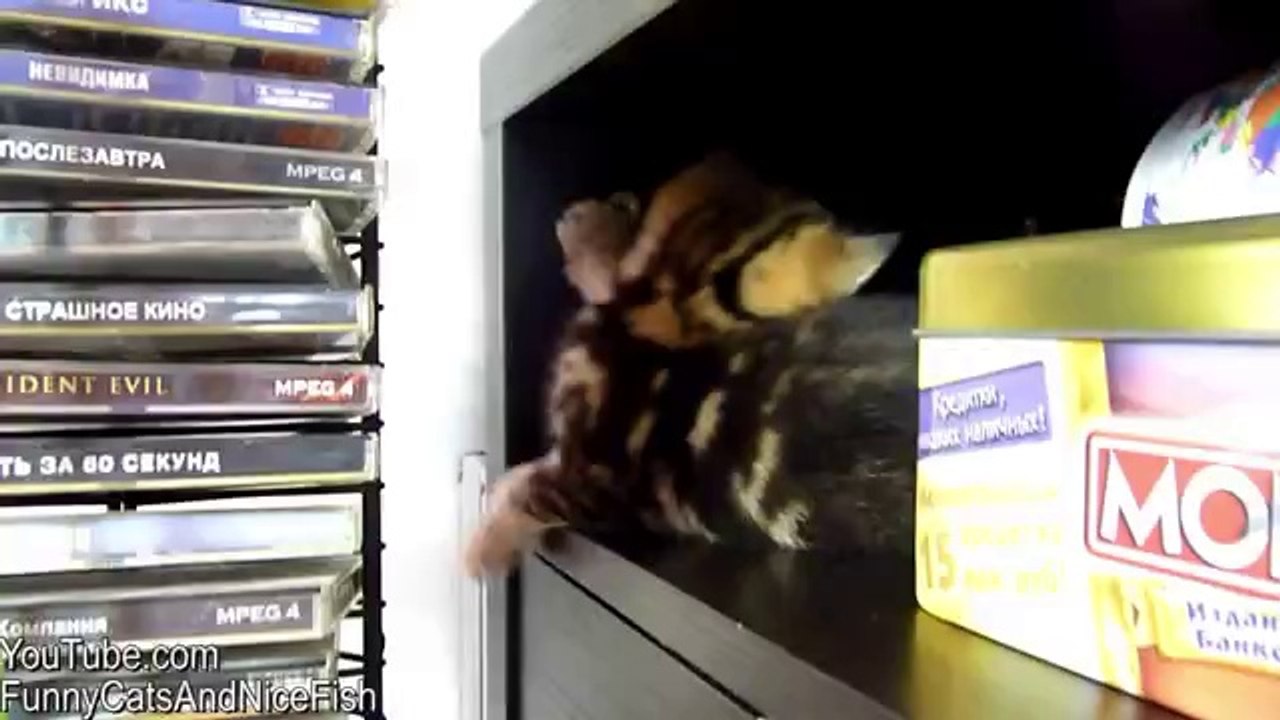 Kätzchen Fail   Win's