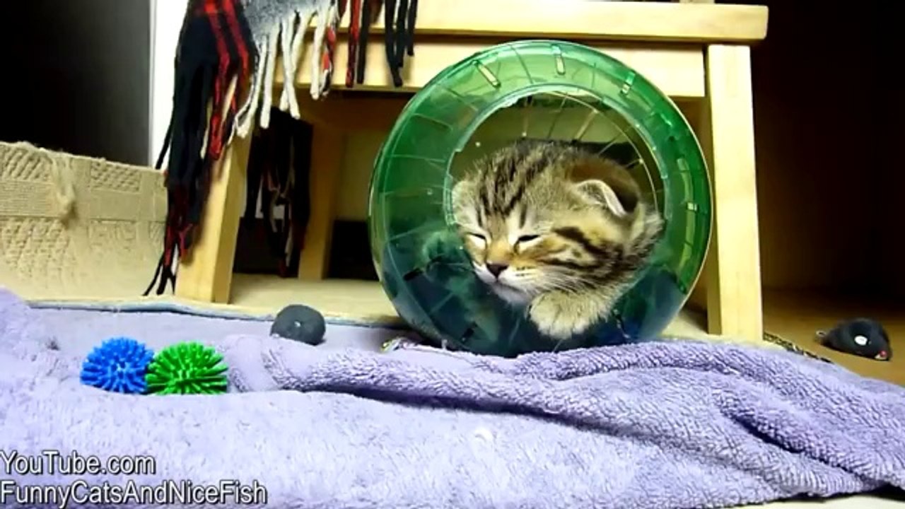 Kätzchen im Hamsterball