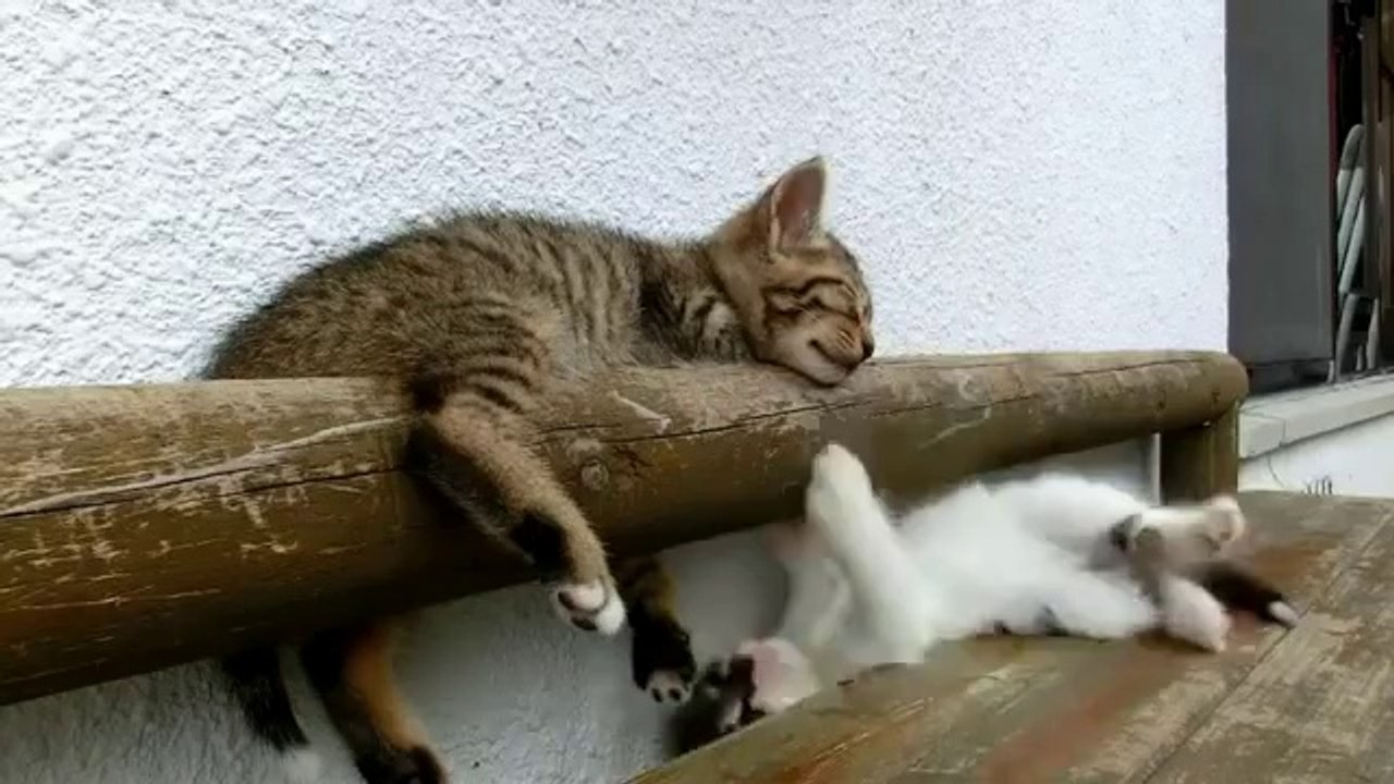 Kätzchen ist nicht munter zu bekommen