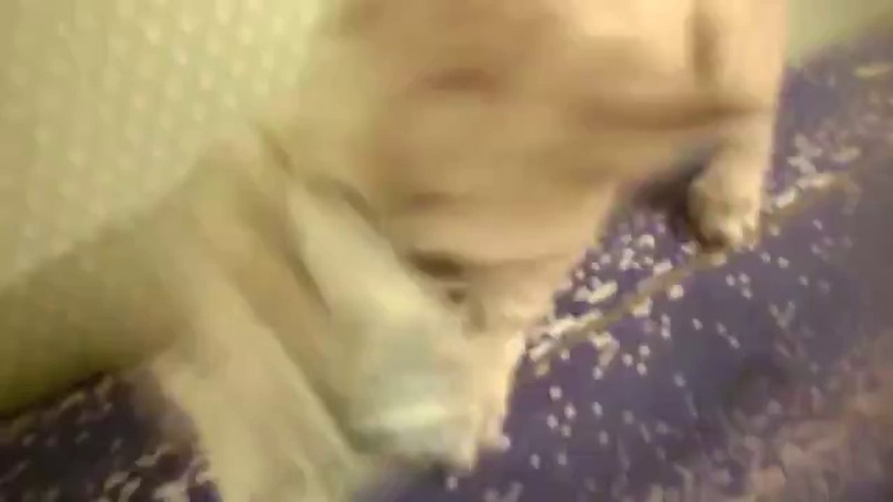 Kätzchen klaut Geld