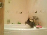 Kätzchen kommt nicht mehr aus der Badewanne