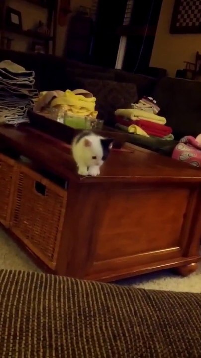 Kätzchen mit Höhenangst