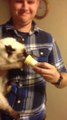 Kätzchen liebt Eiscreme