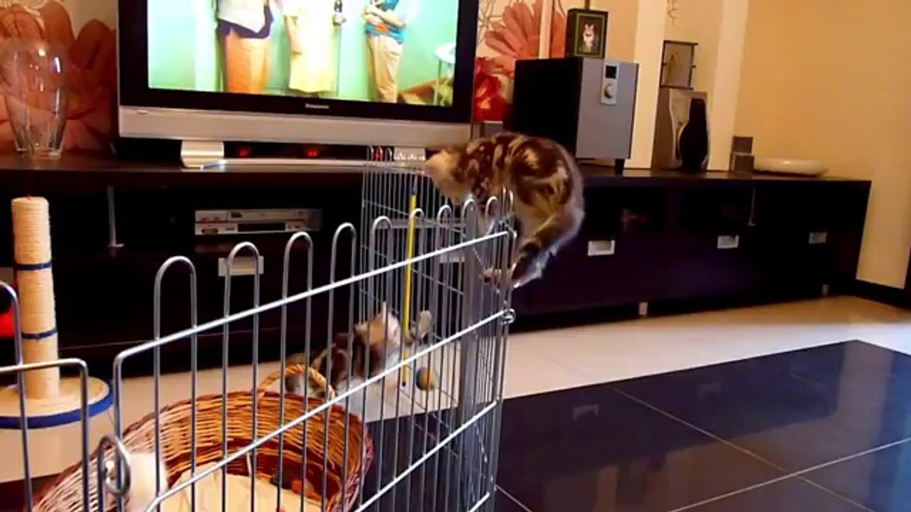 Kätzchen möchte wieder ins Körbchen