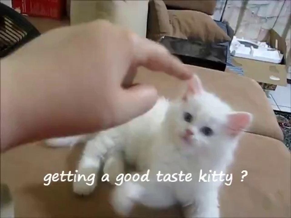 Kätzchen schläft während des Spielens einfach ein