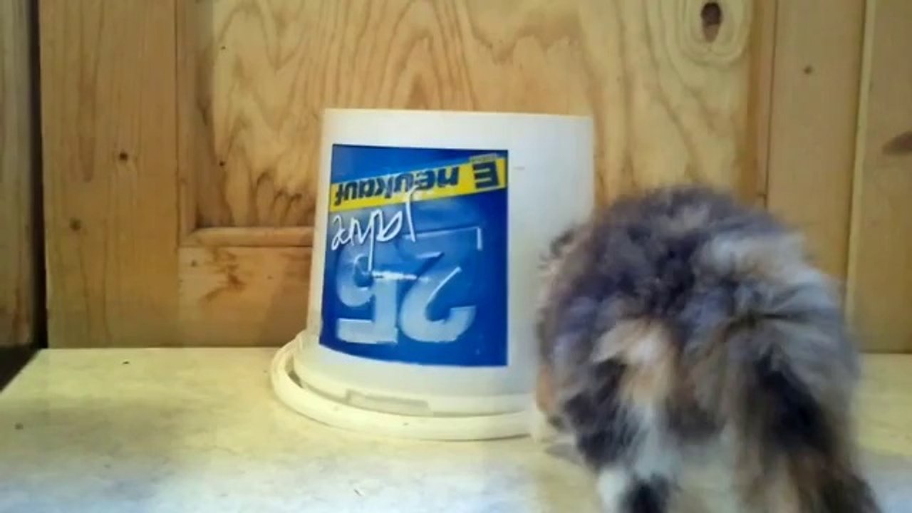 Kätzchen spielen mit einem Eimer