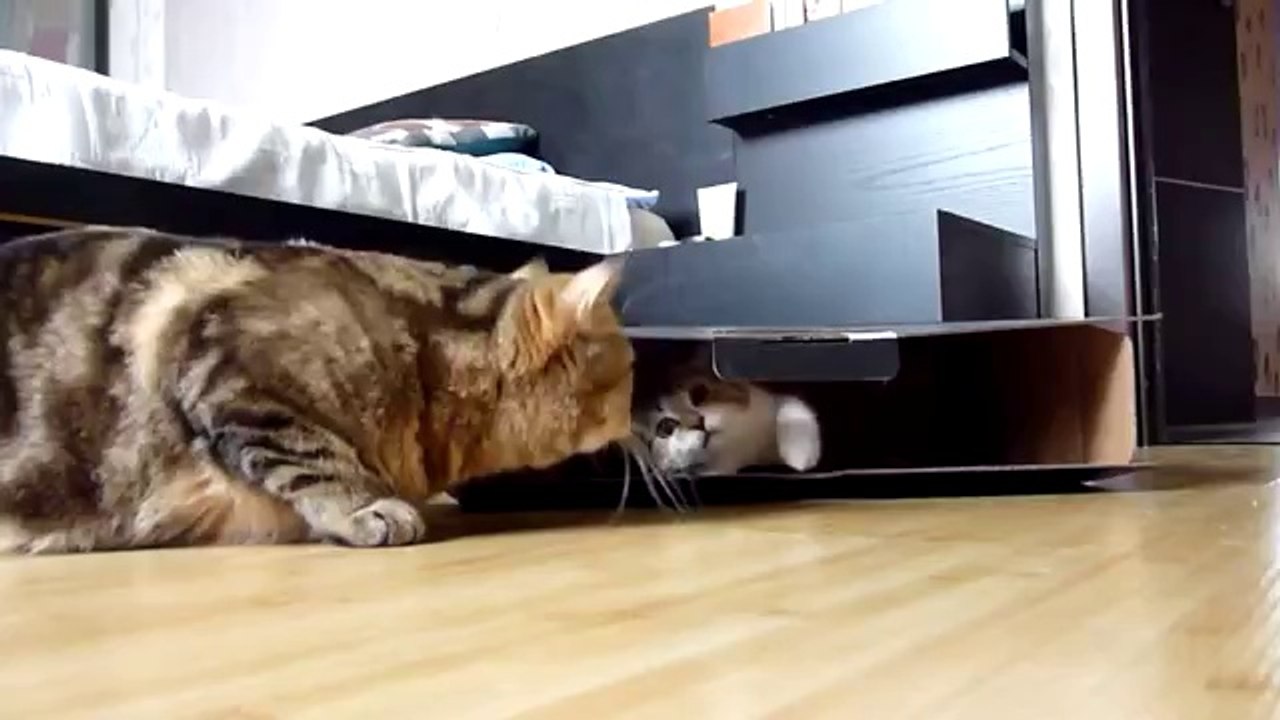 Kätzchen spielen mit einem Karton