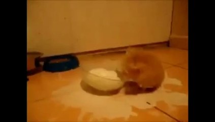 Kätzchen spielt mit der Milchschüssel