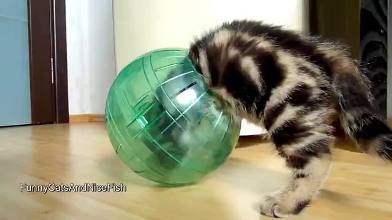 Kätzchen wäre gerne ein Astronaut