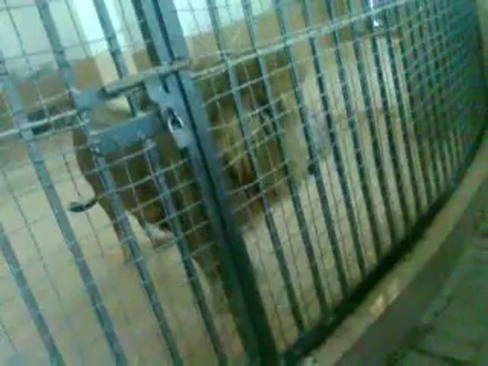 lion voice