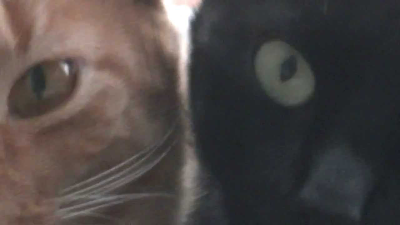 THE BEST VIDEO YOU HAVE EVER SEEN