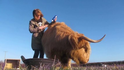 Highland Cow Loves to Be Groomed
