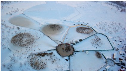 Troupeau de rennes vue du ciel en Norvège