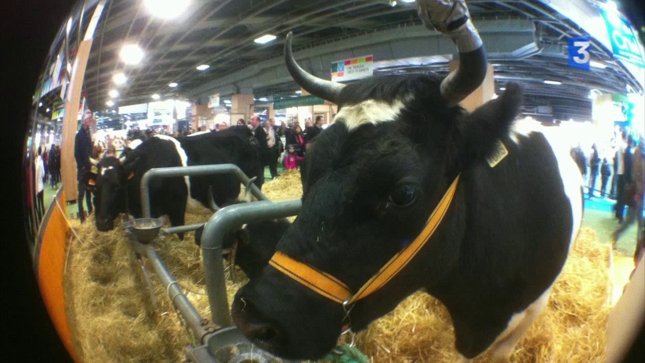 SIA 2014 : Tous à poils