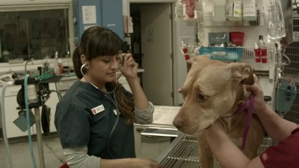 Welcome to All Pets Medical & Surgical Center