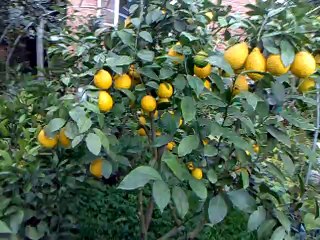 MAYERLİMON AĞACIMIZhttp://static1.dmcdn.net/images/header/logo_dailymotion.png.ve5ebb8f8167218983