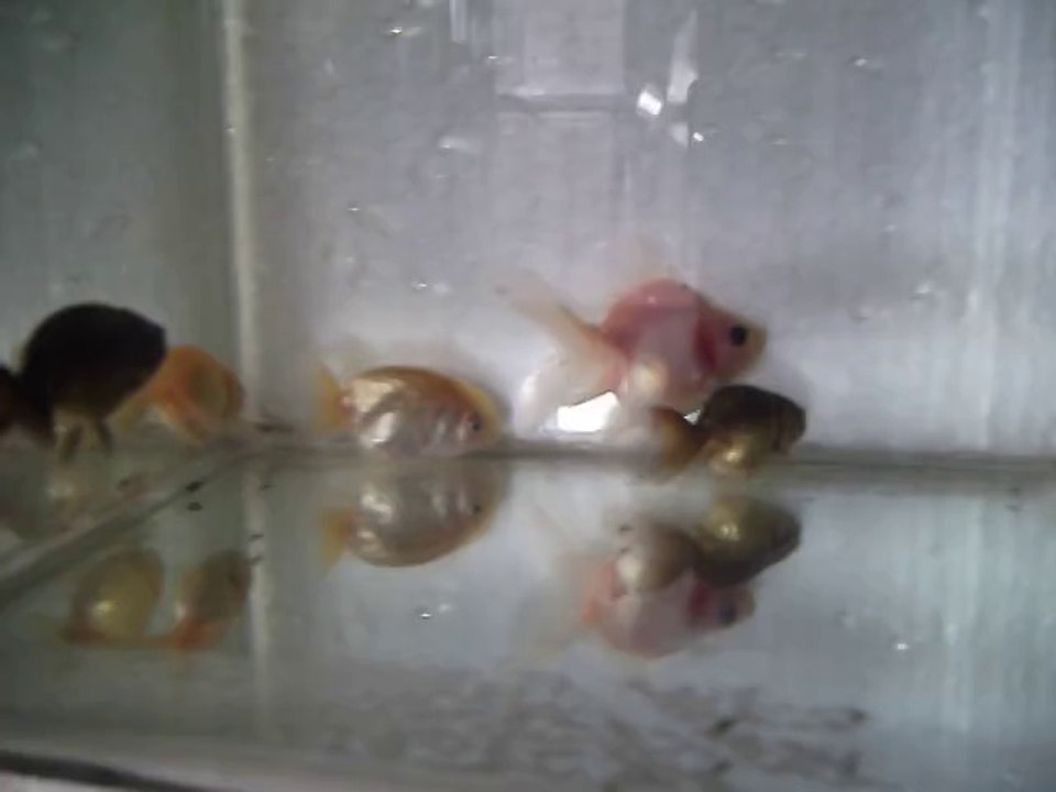 goldfish